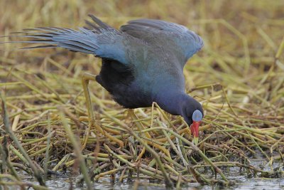 Purple Gallinule