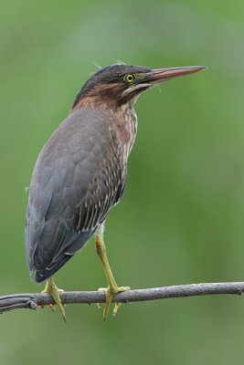 Green Heron