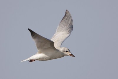 Gull-billed Tern