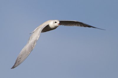 Gull-billed Tern