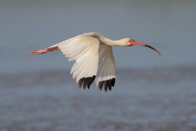 White Ibis