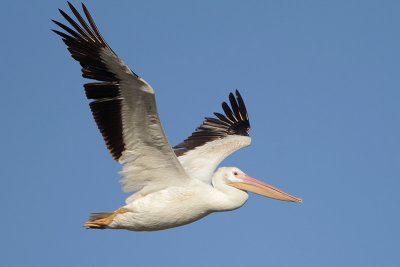 American White Pelican