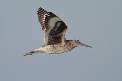 Willet