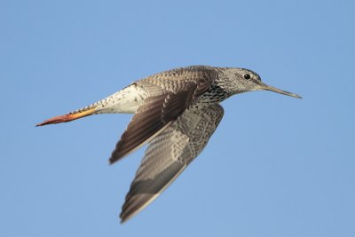 Greater Yellowlegs