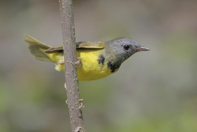 Mourning Warbler