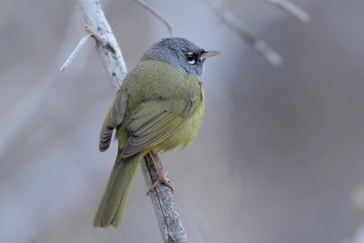 MacGillivray's Warbler