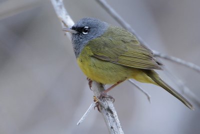 MacGillivrays Warbler