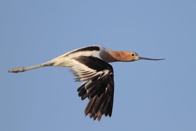 American Avocet