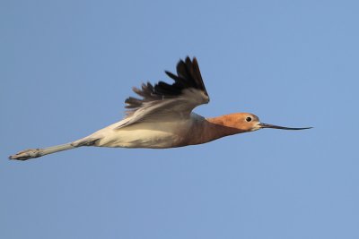 American Avocet