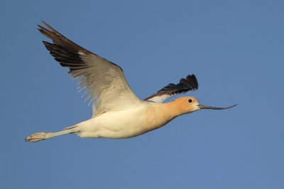 American Avocet