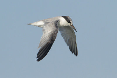 Least Tern