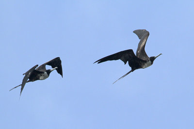 Magnificent Frigatebird