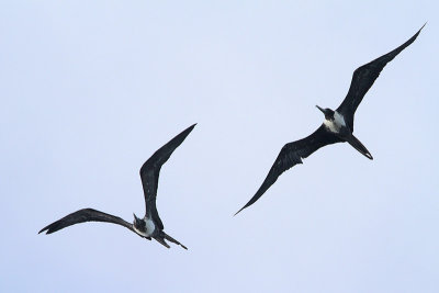 Magnificent Frigatebird