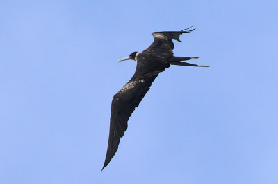 Magnificent Frigatebird