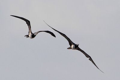 Magnificent Frigatebird