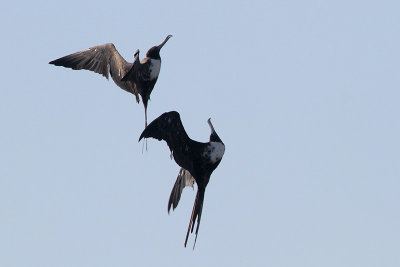 Magnificent Frigatebird