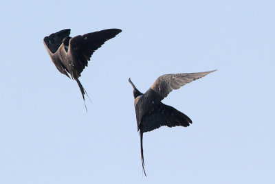 Magnificent Frigatebird