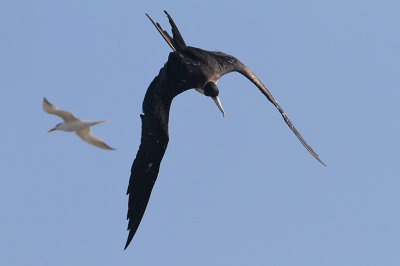 Magnificent Frigatebird