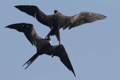 Magnificent Frigatebird