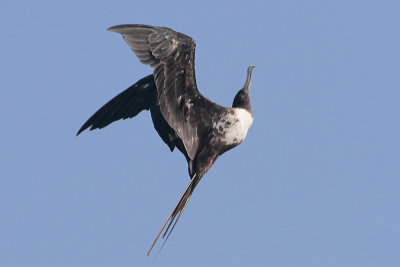 Magnificent Frigatebird