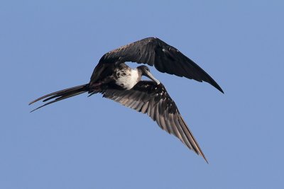 Magnificent Frigatebird