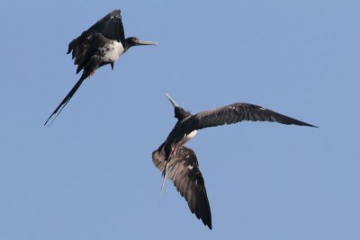 Magnificent Frigatebird