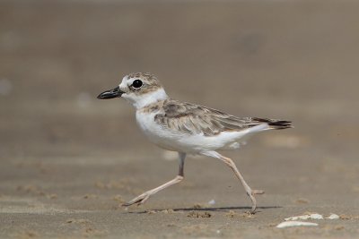 Wilson's Plover