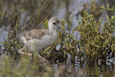 Black-necked Stilt