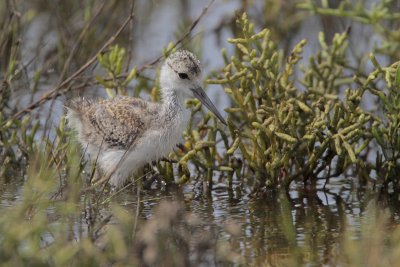 Black-necked Stilt