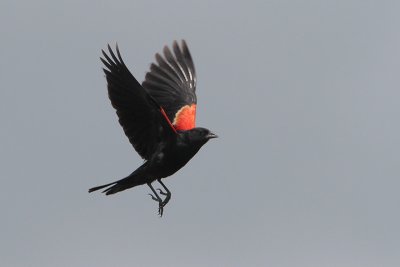 Red-winged Blackbird