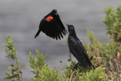 Red-winged Blackbird protecting its nest from a Boat-tailed Grackle