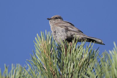 Townsend's Solitaire