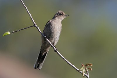 Townsend's Solitaire