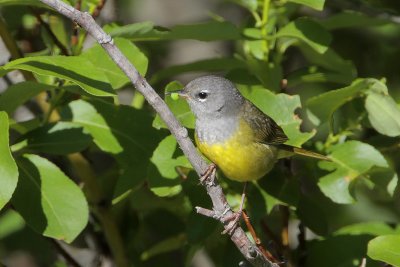 MacGillivray's Warbler