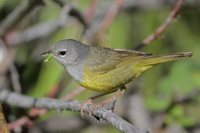 MacGillivray's Warbler