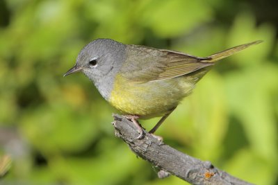 MacGillivray's Warbler