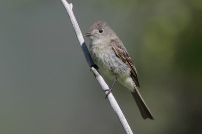 Dusky Flycatcher