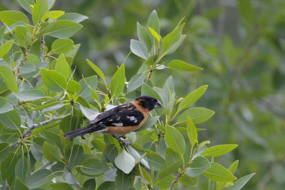 Black-headed Grosbeak