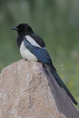 Black-billed Magpie