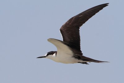 Sooty Tern