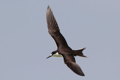 Sooty Tern