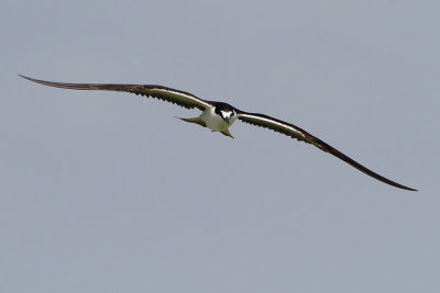 Sooty Tern