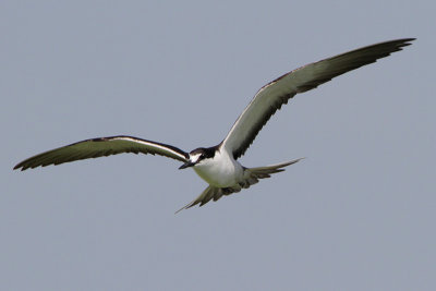 Sooty Tern