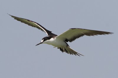 Sooty Tern