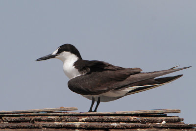 Sooty Tern