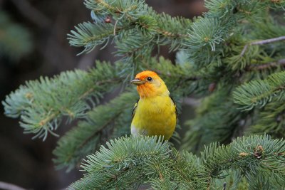 Western Tanager