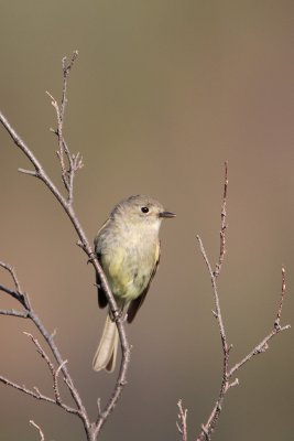 Dusky Flycatcher