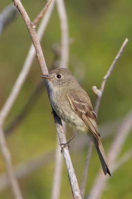 Dusky Flycatcher