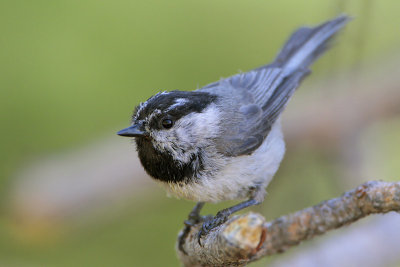 Mountain Chickadee