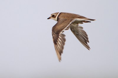 Semipalmated Plover